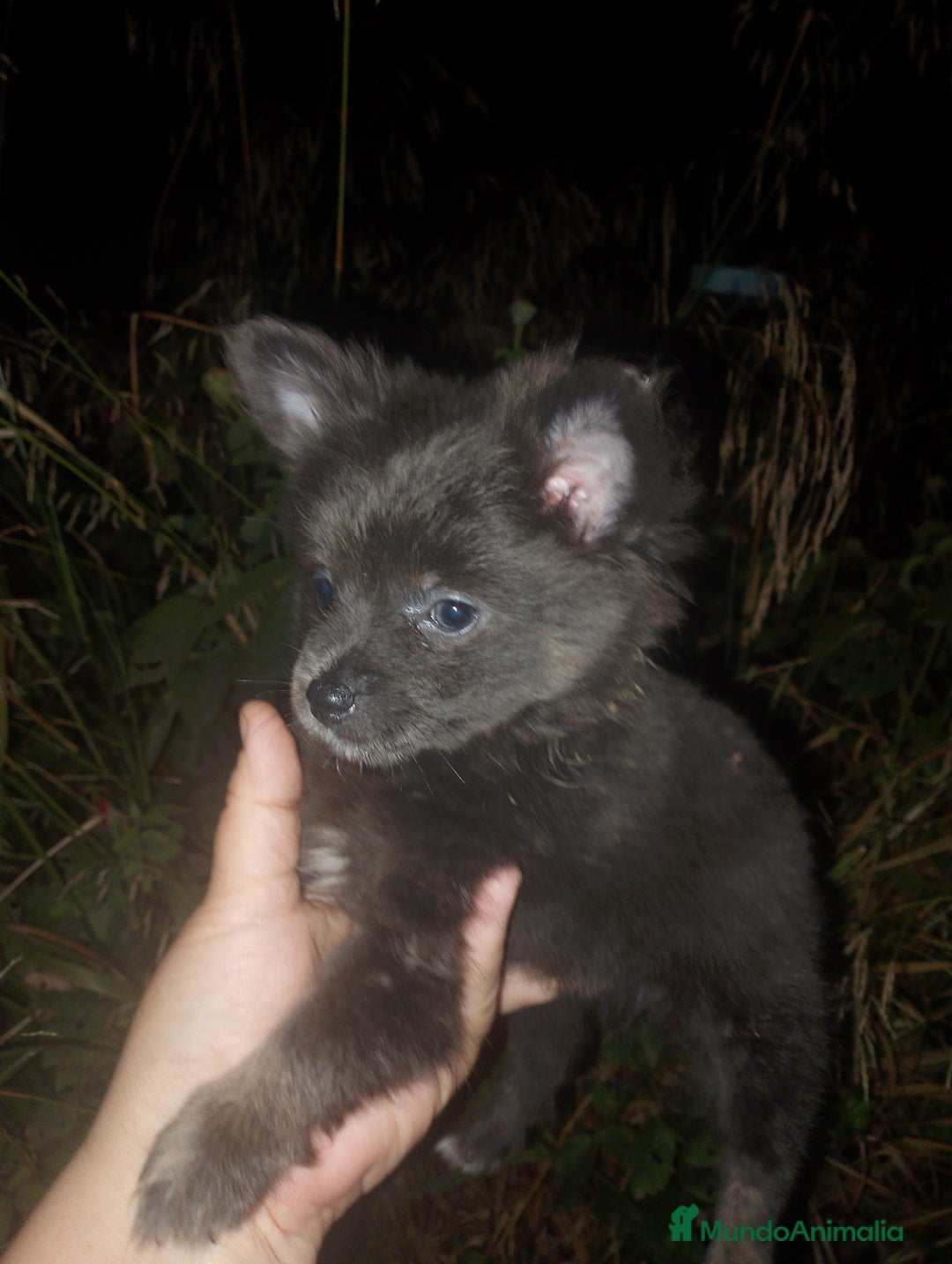 Pomerania perros en venta: Pomchis madre pomchi padre pomerania toy  en Madrid - Imagen 3