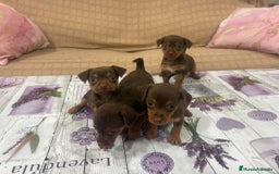 Pinscher Miniatura perros en venta: Pinscher miniatura chocolate  - Imagen 6