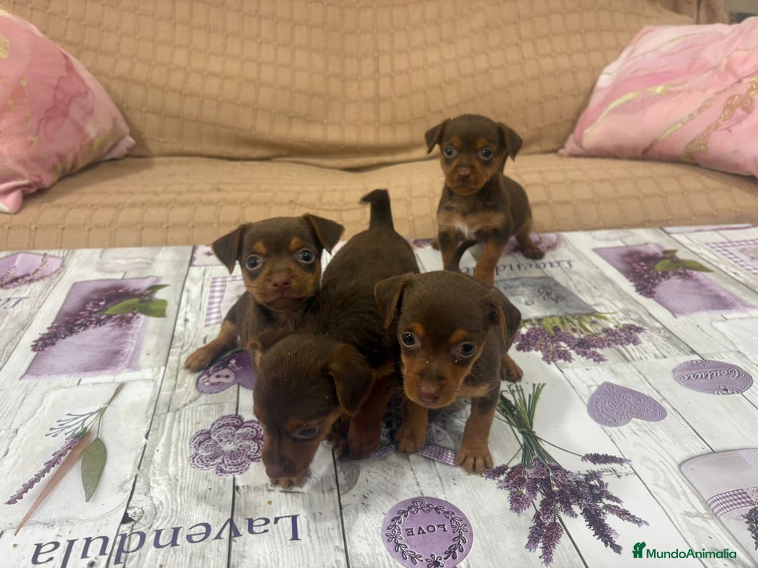 Pinscher Miniatura perros en venta: Pinscher miniatura chocolate  - Imagen 6
