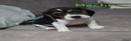 Beagle perros en venta: Beagle tricolores - Anuncio 1