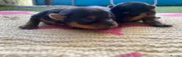 Yorkshire Terrier perros en venta: Yorkshire terrier Prao Toro  en Madrid - Anuncio 5