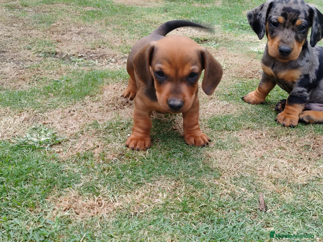 Teckel Miniatura perros en venta: TECKEL MINIATURA ( ENVIOS A CONTRAREMBOLSO )  - Anuncio 5