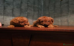 Caniche Toy perros en venta: caniche toy  - Imagen 4