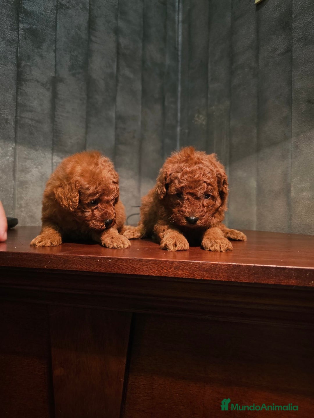 Caniche Toy perros en venta: caniche toy  - Imagen 4