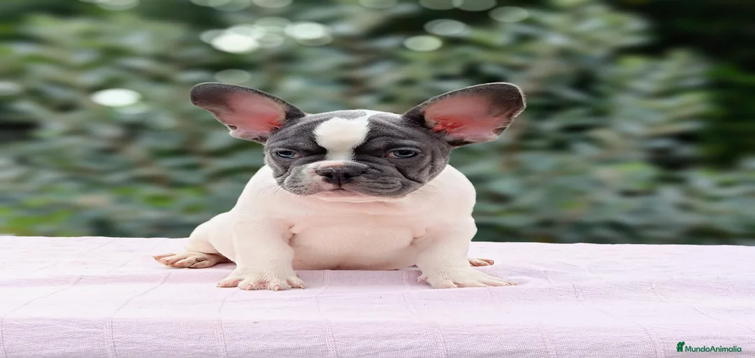 Imagen de galería {{count}}