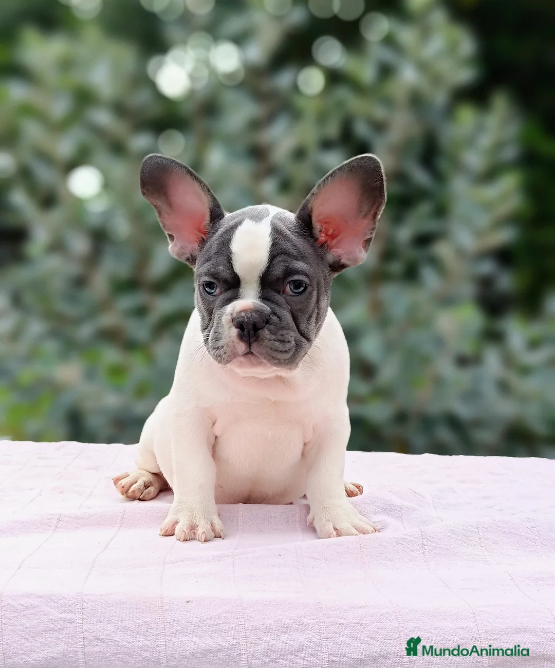 Imagen de galería {{count}}