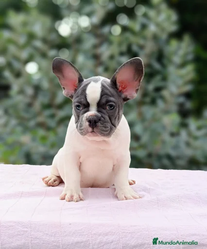 Imagen de galería {{count}}