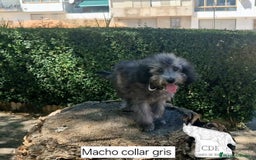Caniche Enano perros en venta: Caniches EXCLUSIVOS!!! - Imagen 6