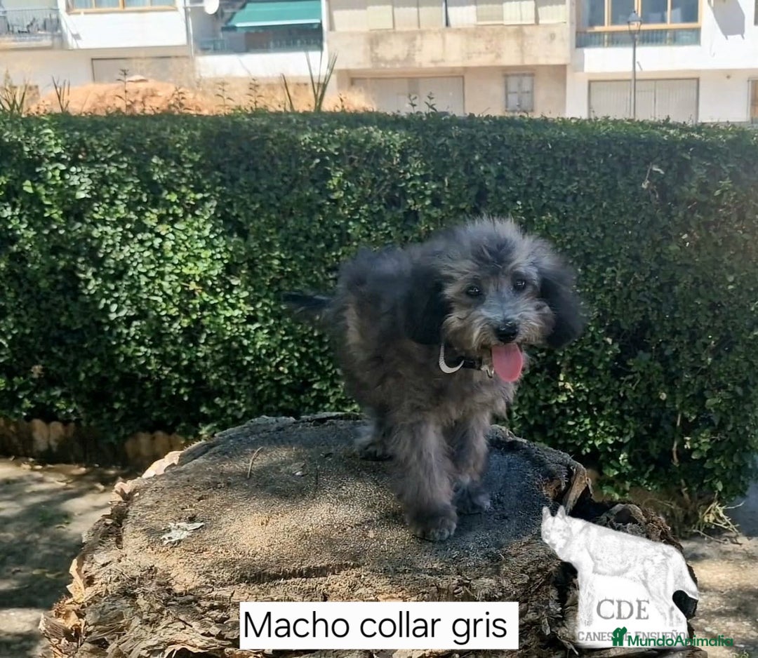 Caniche Enano perros en venta: Caniches EXCLUSIVOS!!! - Imagen 6