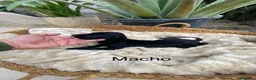 Galgo Español perros en venta: GALGO ESPAÑOL MACHO - Anuncio 5
