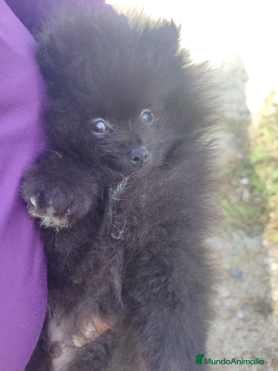 Pomerania perros en venta: Lulú de pomerania precio real. - Anuncio 2