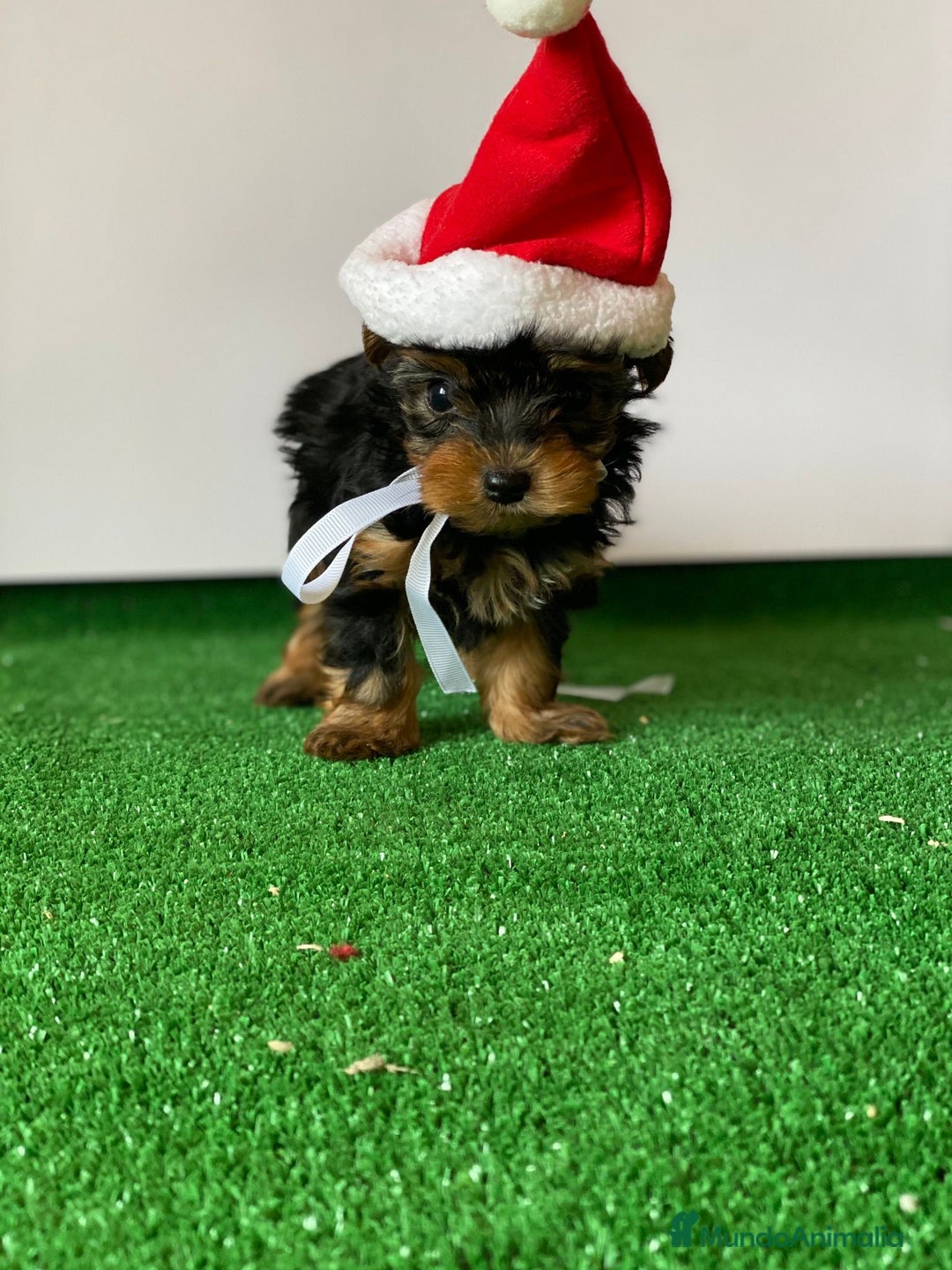 Yorkshire Terrier perros en venta: YORKSHIRE TERRIER LISTOS PARA ENTREGAR  - Anuncio 3