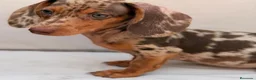 Teckel Miniatura perros en venta: TECKEL MINIATURA ARLEQUIN CHOCOLATE  - Anuncio 3