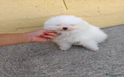 Pomerania perros en venta: Pomerania de Lulu - Imagen 1