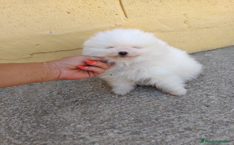 Pomerania perros - Anuncio 2