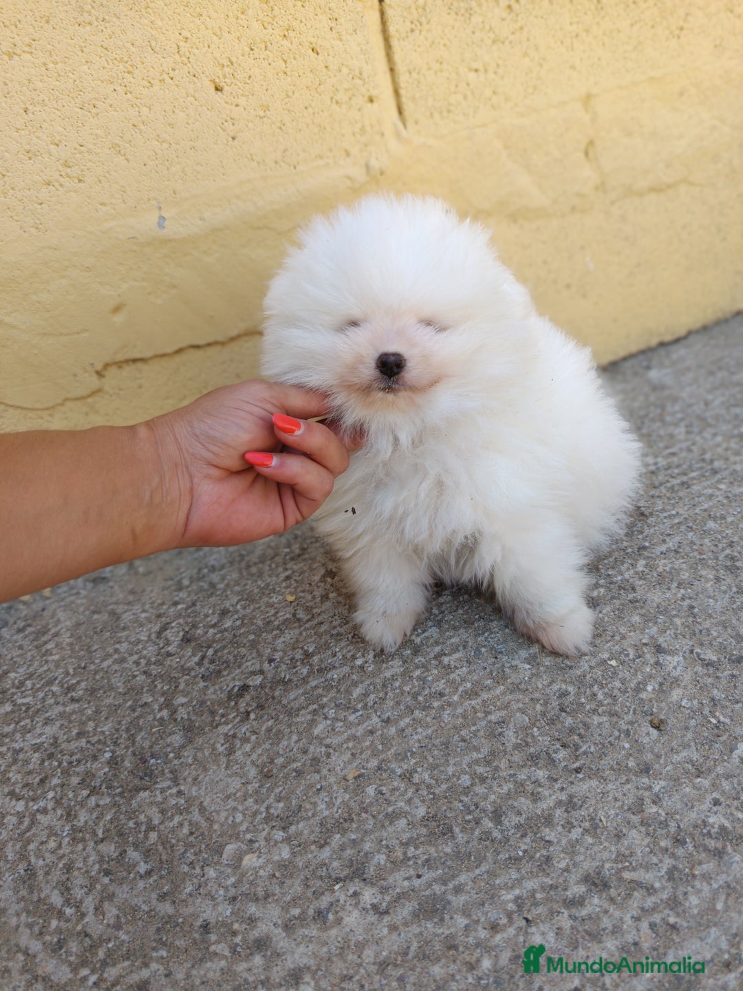 Pomerania perros en venta: Pomerania de Lulu - Imagen 1