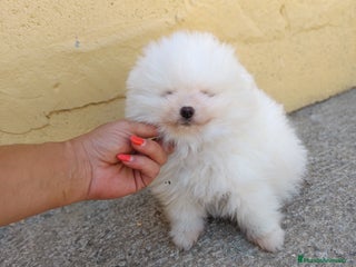 Pomerania perros - Anuncio 26