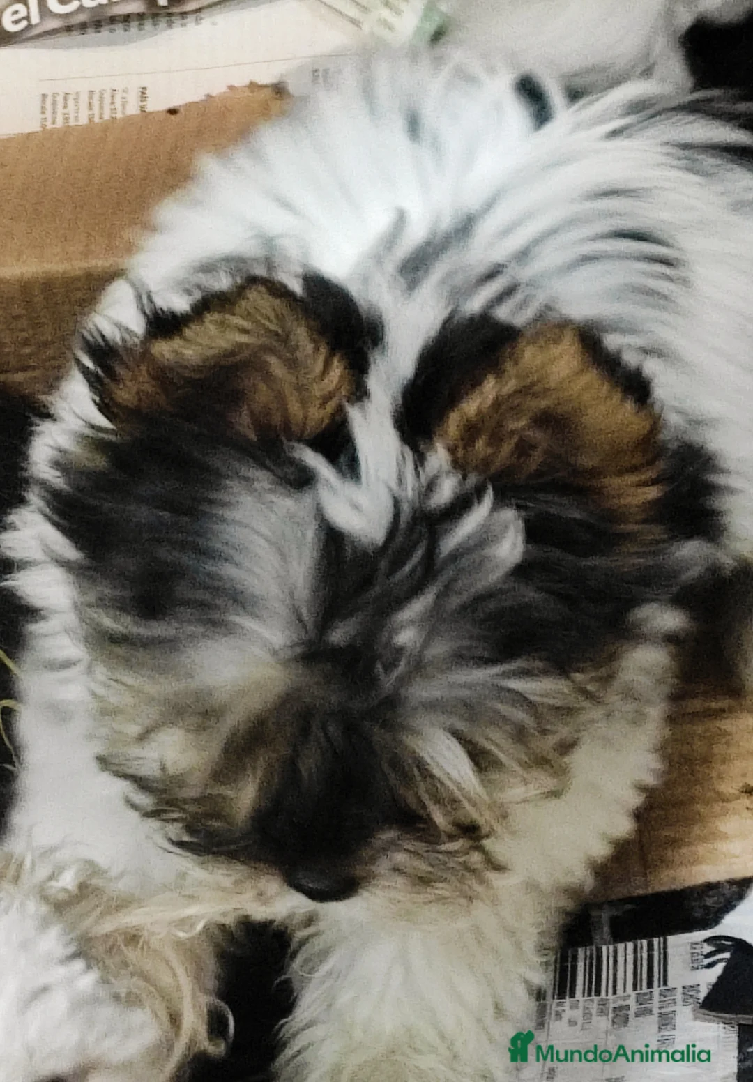 Biewer Yorkshire Terrier a la Pom Pon perros en venta: Hembra de yorkshhire  - Anuncio 5