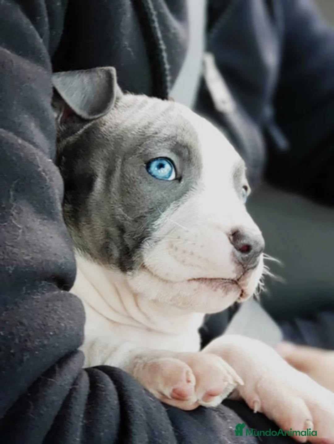 American Staffordshire-Terrier perros en venta: AMERICAN STAFFORD CACHORROS DE CALIDAD - Anuncio 4