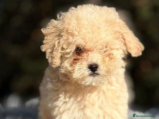 Caniche Toy perros CANICHE APRICOT DISPONIBLES - Anuncio 22