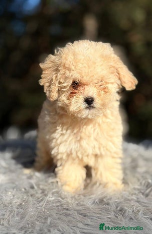 Caniche Toy perros CANICHE APRICOT DISPONIBLES - Anuncio 2