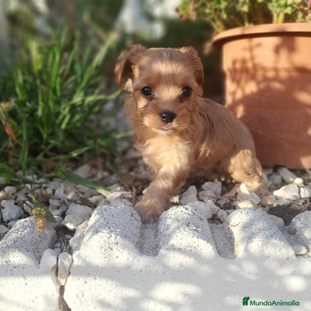Yorkshire Terrier perros en venta: YORKSHIRE - Imagen 2