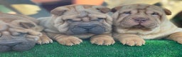 Shar Pei perros en venta: BEBES SHAR PEI ESPECTACULARES en Málaga - Anuncio 1