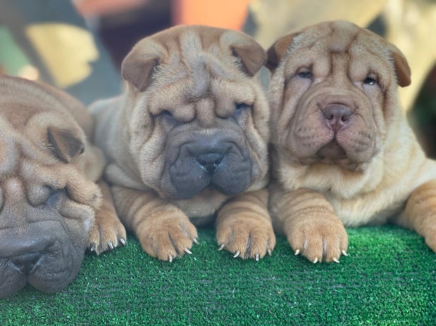 Shar Pei perros en Málaga - Anuncio 16