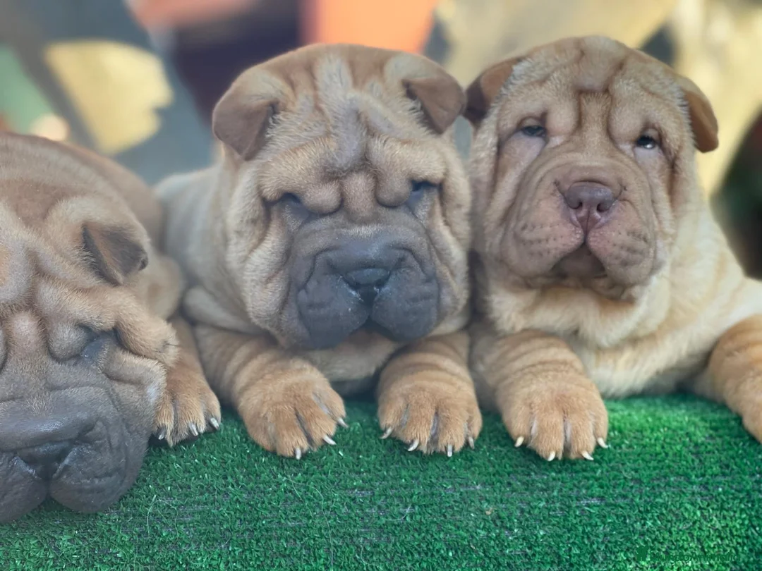 Shar Pei perros en venta: BEBES SHAR PEI ESPECTACULARES en Málaga - Anuncio 1