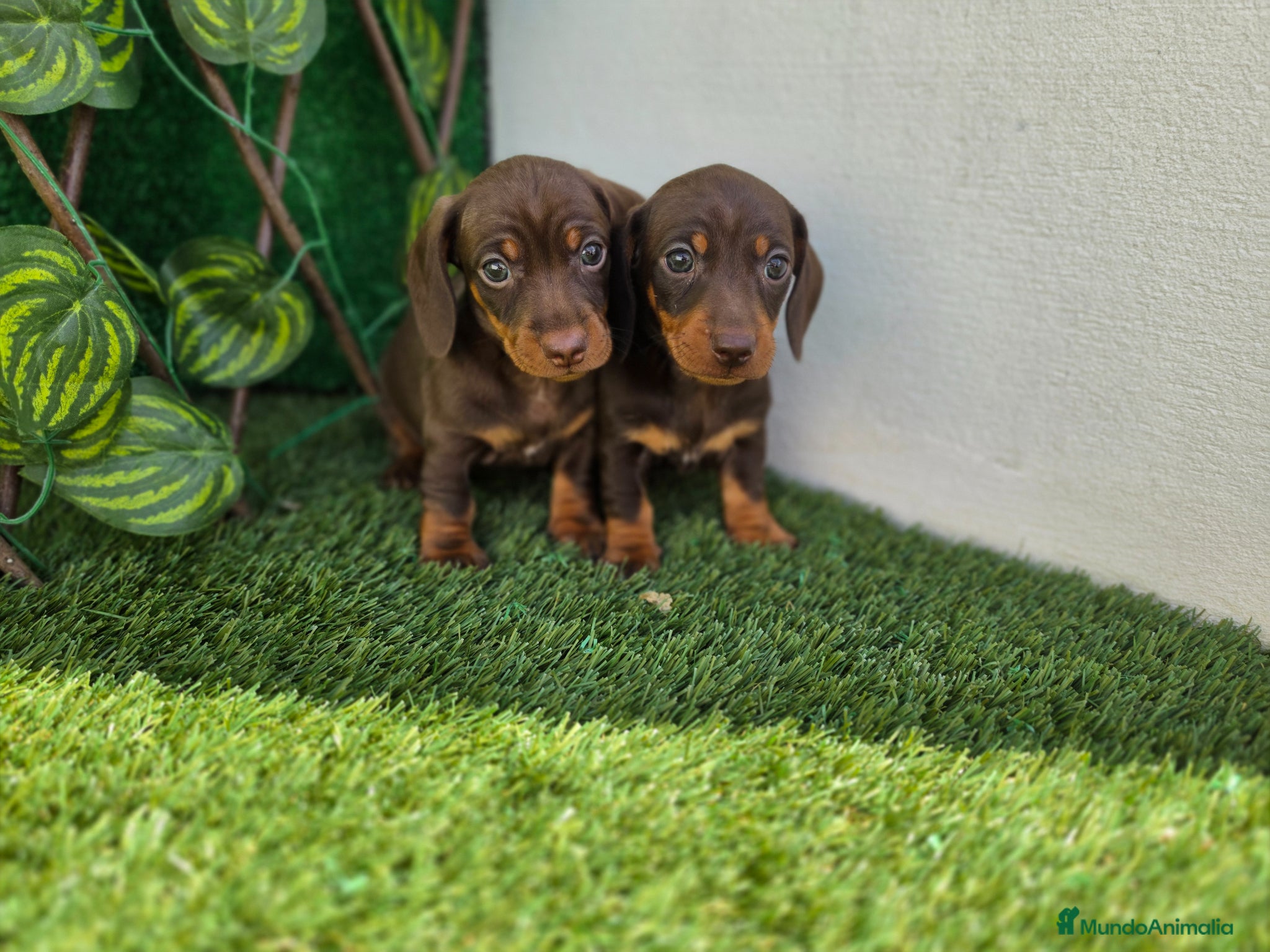 Teckel Miniatura perros TECKEL CHOCOLATE MINIATURA &KANNINCHEN - Anuncio 1