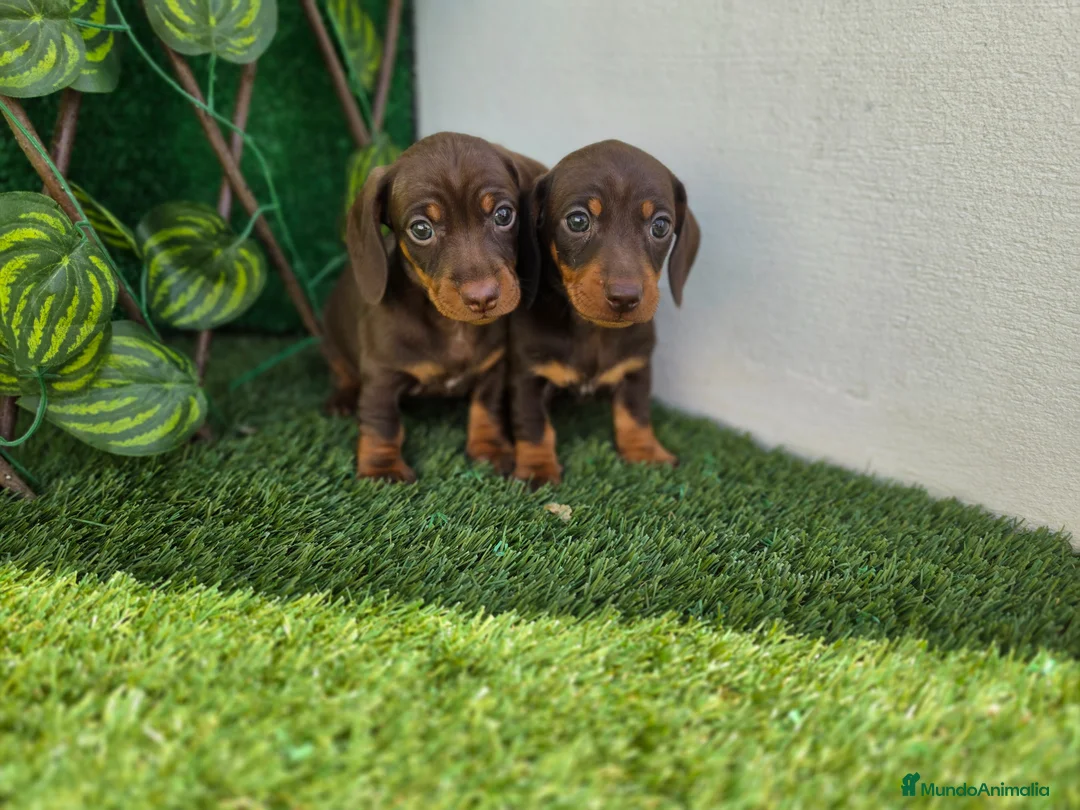Teckel Miniatura perros en venta: TECKEL CHOCOLATE MINIATURA &KANNINCHEN - Anuncio 1