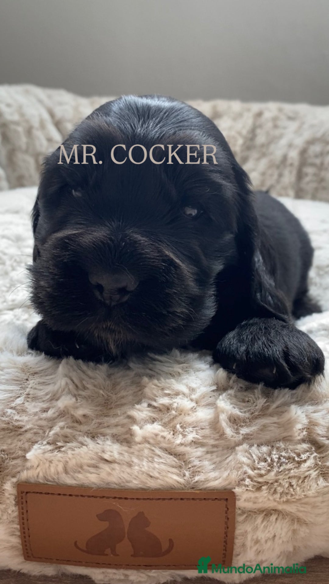 Cocker Spaniel Inglés perros en venta: CACHORRO COCKER SPANIEL INGLÉS  - Anuncio 4