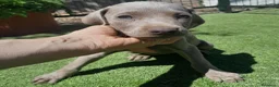 Weimaraner perros en venta: BRACO DE WEIMAR - Anuncio 28