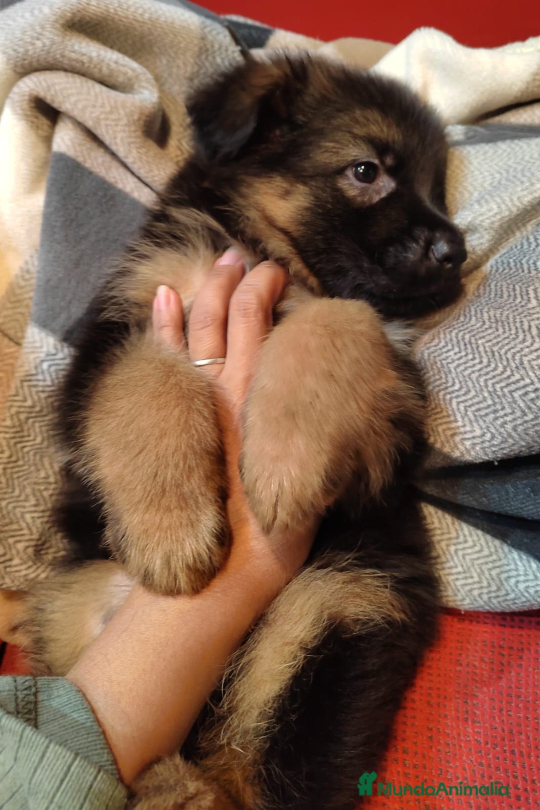 Pastor Alemán perros en venta: Nueva Camada de Pastor manto Negro - Anuncio 5