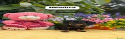 Teckel Miniatura perros en venta: Teckel mini - Anuncio 2
