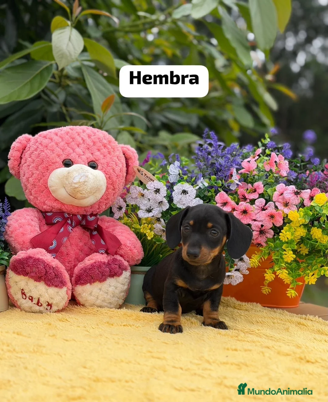 Teckel Miniatura perros en venta: Teckel mini - Anuncio 2