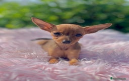 Ratón de Praga perros en venta: Ratona de Praga roja  - Imagen 8