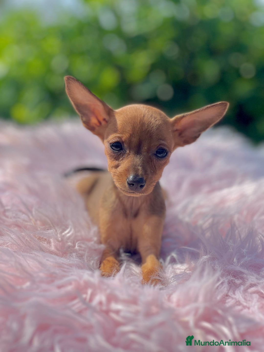 Ratón de Praga perros en venta: Ratona de Praga roja  - Imagen 8