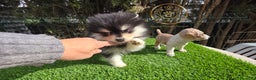Pomsky perros en venta: Pomsky miniaturas exclusivos  - Anuncio 3