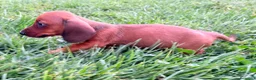 Teckel Miniatura perros en venta: Teckel Kaninchen rojizo - Anuncio 10