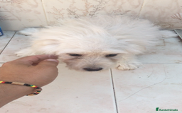 Maltipoo perros en venta: MALTIPOO CACHORROS  - Imagen 3