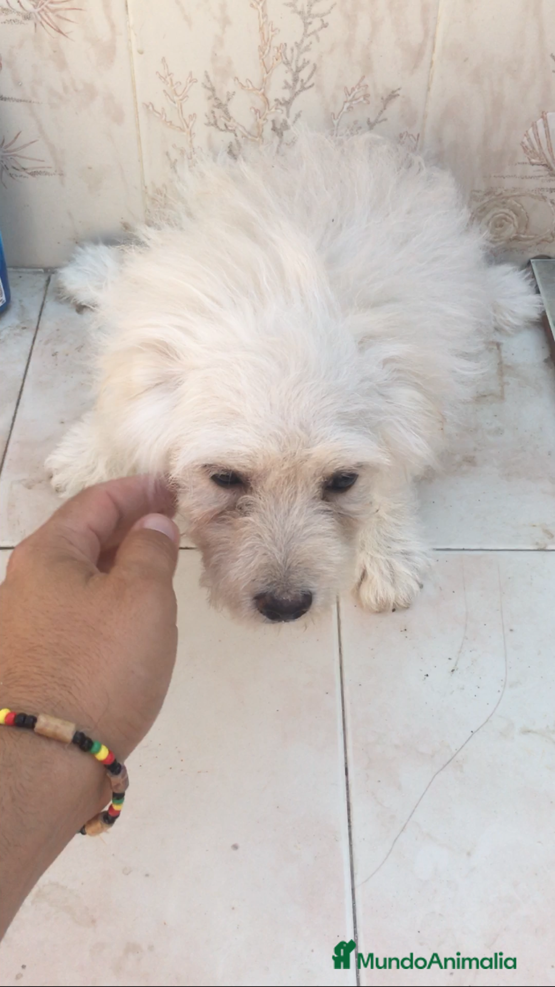 Maltipoo perros en venta: MALTIPOO CACHORROS  - Imagen 3