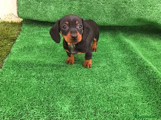 Teckel Miniatura perros TECKEL MINIATURA - Anuncio 1