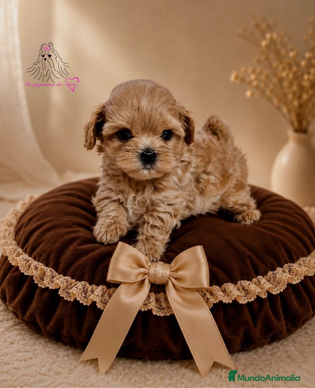 Maltipoo perros MALTIPOO LINEA SIATICA MINIATURA  - Anuncio 1