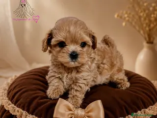 Maltipoo perros MALTIPOO LINEA SIATICA MINIATURA - Anuncio 1