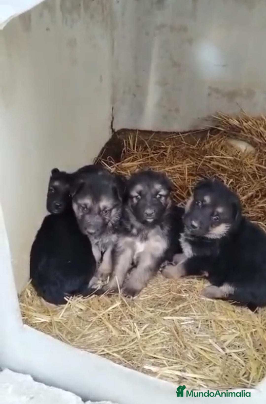 Pastor Alemán perros en venta: Pastor alemán  - Anuncio 1