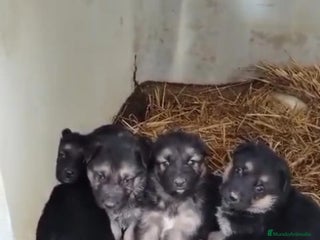 Pastor Alemán perros Pastor alemán - Anuncio 1