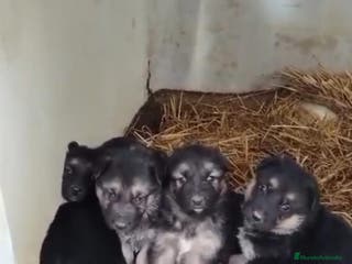 Pastor Alemán perros Pastor alemán - Anuncio 16