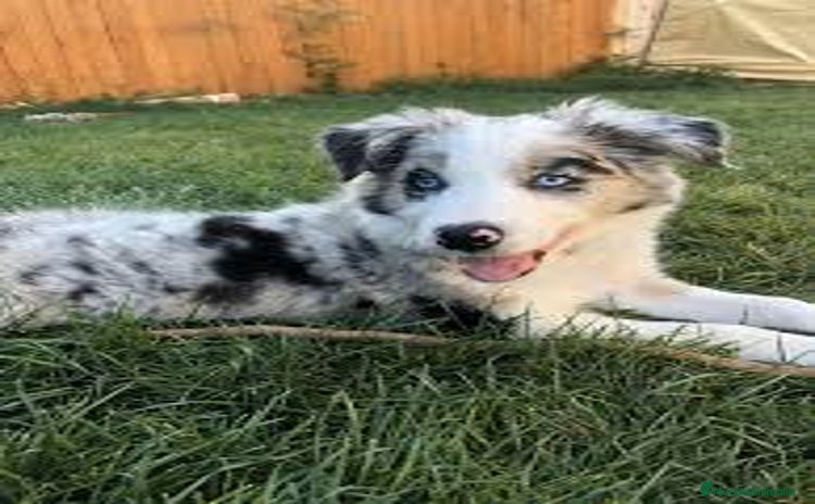 Border Collie perros en Madrid - Anuncio 4
