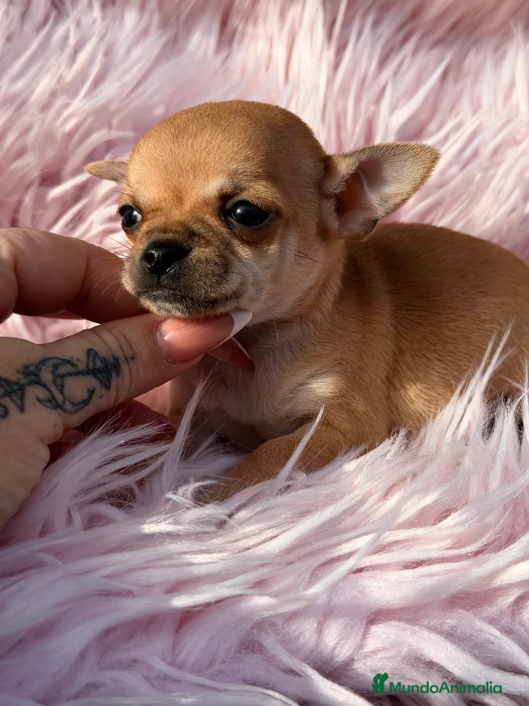 Chihuahua perros en venta: Chihuahua crema Minitoy  - Anuncio 7